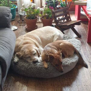 Bestie