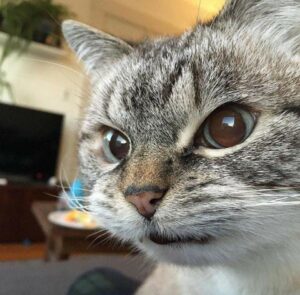 Michigan Kitty is fierce. Alt text